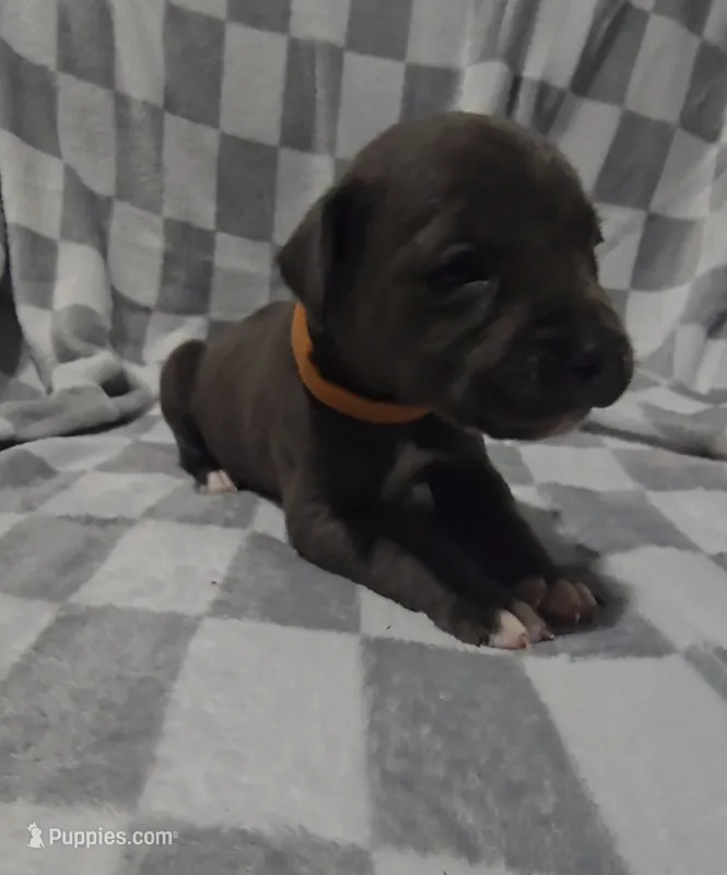 Orange – Cane Corso puppy for sale in Nashport, OH