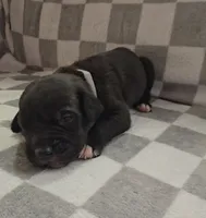 Gray, a male Cane Corso for sale in Nashport, OH – 2 of 3