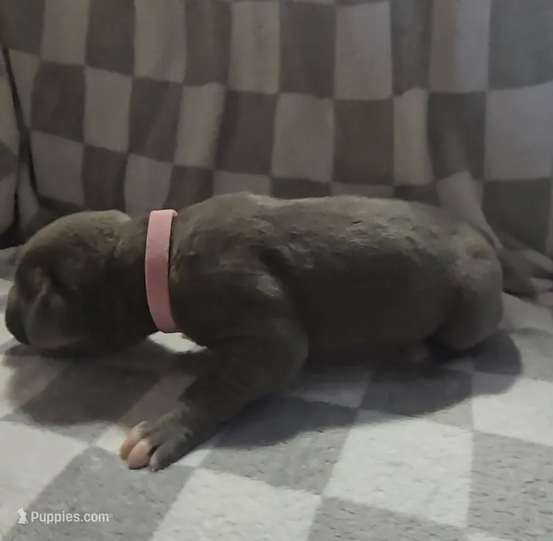 Pink – Cane Corso puppy on hold in Nashport, OH