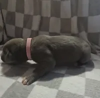 Pink, a female Cane Corso for sale in Nashport, OH – 1 of 4