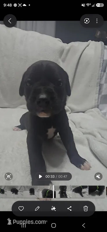Green – Cane Corso puppy for sale in Nashport, OH