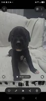 Green, a male Cane Corso for sale in Nashport, OH – 9 of 10