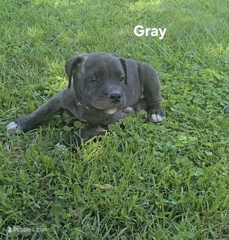 Gray – Cane Corso puppy for sale in Nashport, OH