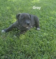 Gray, a male Cane Corso for sale in Nashport, OH – 3 of 9