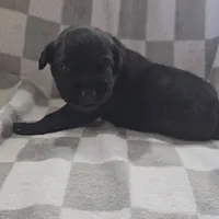 Purple , a female Cane Corso for sale in Nashport, OH – 2 of 3