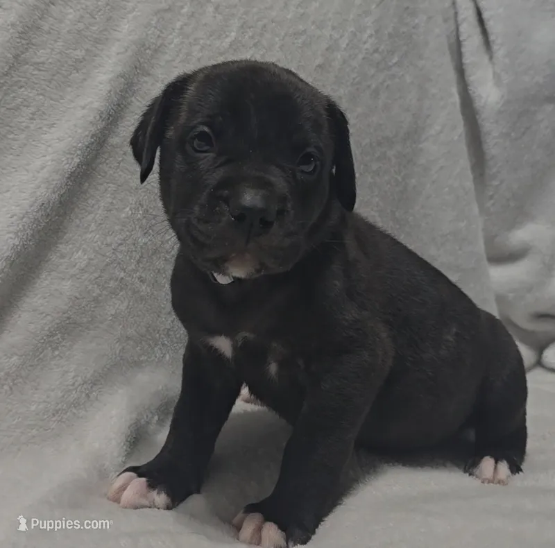 Gray – Cane Corso puppy for sale in Nashport, OH