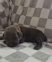Red, a male Cane Corso for sale in Nashport, OH – 1 of 4