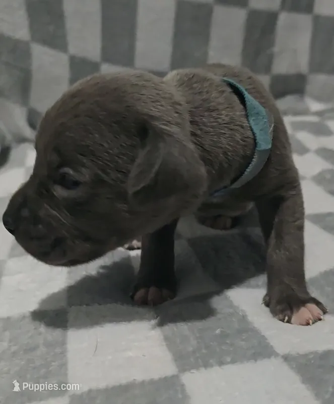 Blue – Cane Corso puppy for sale in Nashport, OH