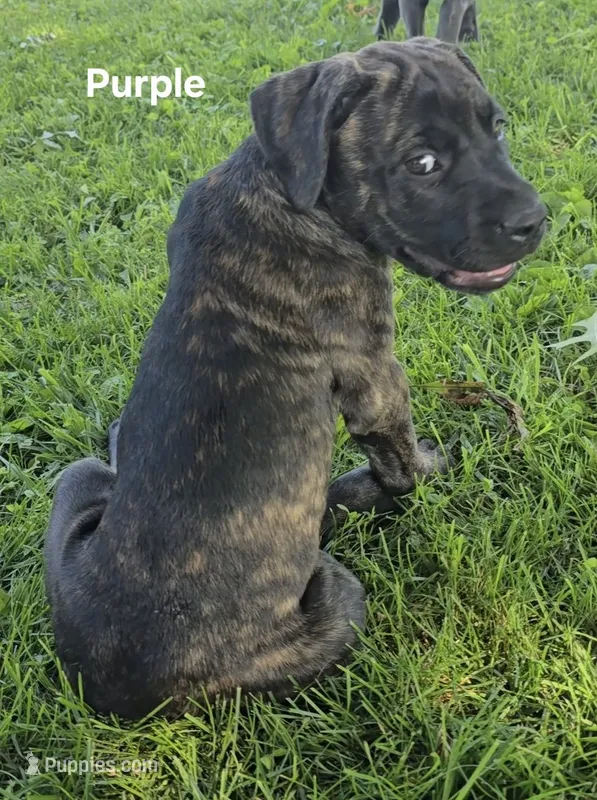 Purple – Cane Corso puppy for sale in Nashport, OH