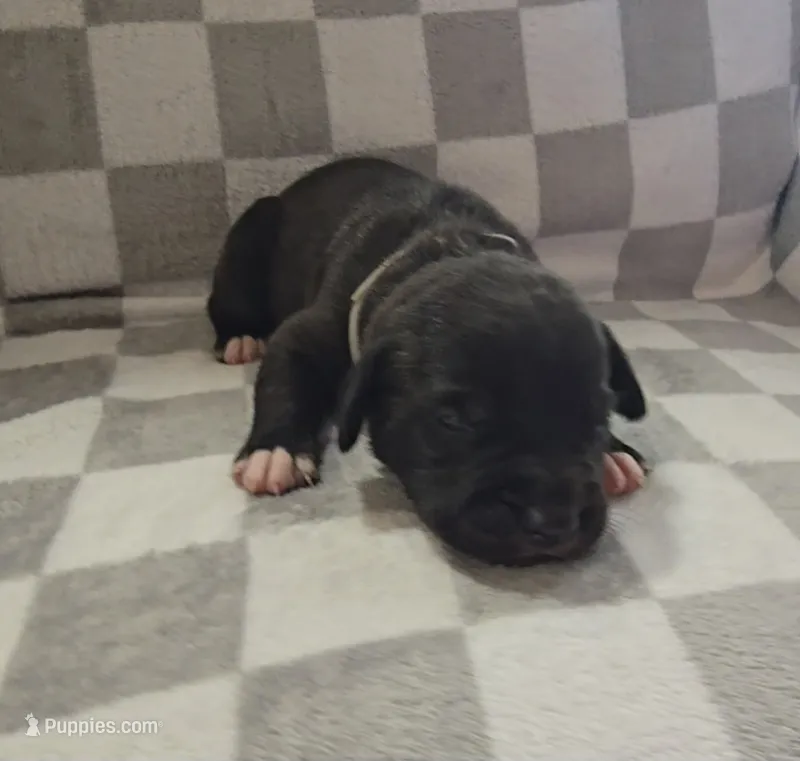 Gray – Cane Corso puppy for sale in Nashport, OH