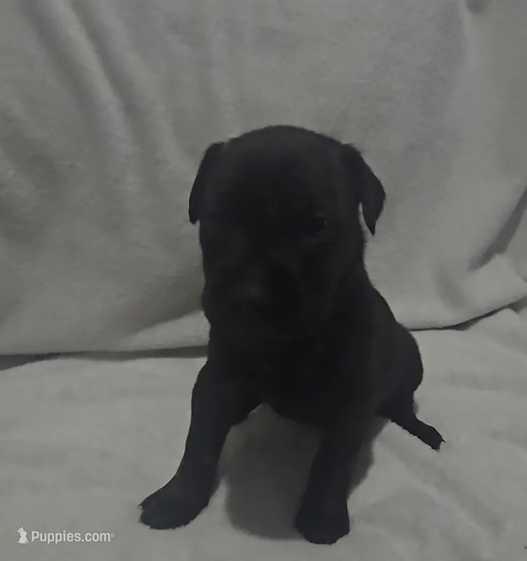 Purple  – Cane Corso puppy for sale in Nashport, OH