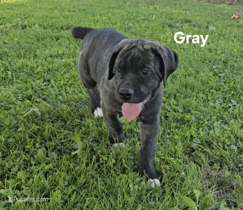 Gray – Cane Corso puppy for sale in Nashport, OH