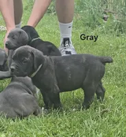 Gray, a male Cane Corso for sale in Nashport, OH – 6 of 9