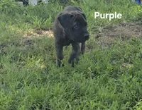 Purple, a female Cane Corso for sale in Nashport, OH – 5 of 10