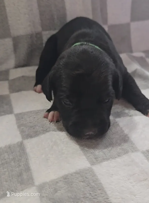 Green – Cane Corso puppy for sale in Nashport, OH