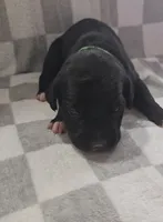 Green, a male Cane Corso for sale in Nashport, OH – 1 of 4