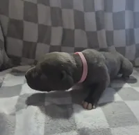 Pink, a female Cane Corso for sale in Nashport, OH – 2 of 4