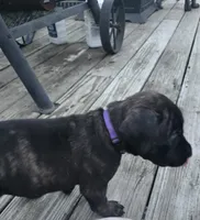 Purple, a female Cane Corso for sale in Nashport, OH – 7 of 10