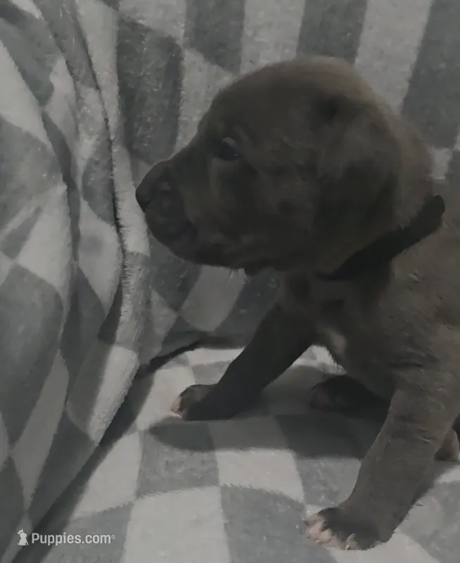 Black – Cane Corso puppy on hold in Nashport, OH
