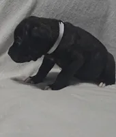 Gray, a male Cane Corso for sale in Nashport, OH – 8 of 9