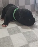 Green, a male Cane Corso for sale in Nashport, OH – 4 of 4