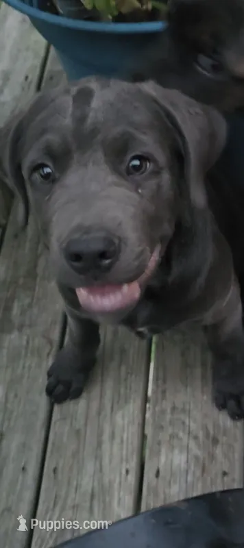 Red – Cane Corso puppy for sale in Nashport, OH