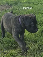 Purple, a female Cane Corso for sale in Nashport, OH – 4 of 10