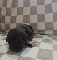 Yellow, a male Cane Corso for sale in Nashport, OH – 2 of 4