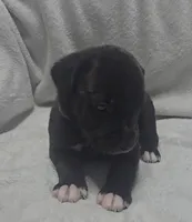 Gray, a male Cane Corso for sale in Nashport, OH – 7 of 9