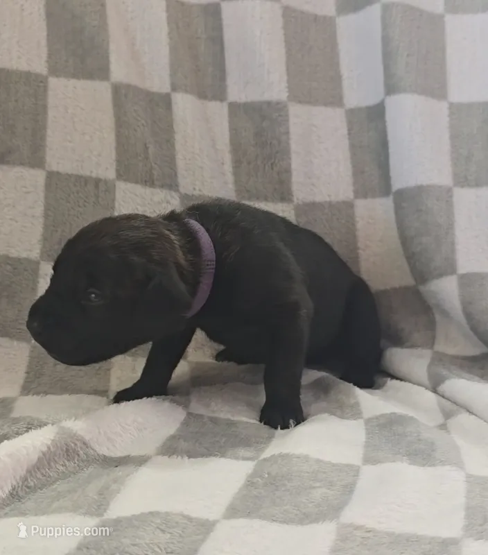 Purple  – Cane Corso puppy for sale in Nashport, OH