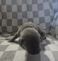Black, a male Cane Corso for sale in Nashport, OH – 4 of 4