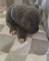 Blue, a male Cane Corso for sale in Nashport, OH – 4 of 4