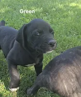 Green, a male Cane Corso for sale in Nashport, OH – 4 of 10