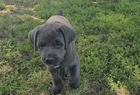 Red, a male Cane Corso for sale in Nashport, OH – 4 of 10