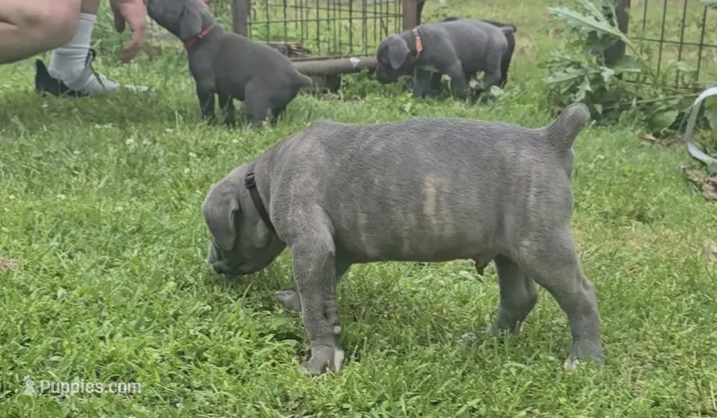Black – Cane Corso puppy on hold in Nashport, OH