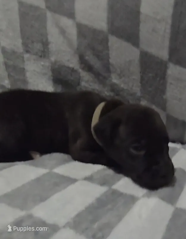 Gray – Cane Corso puppy for sale in Nashport, OH