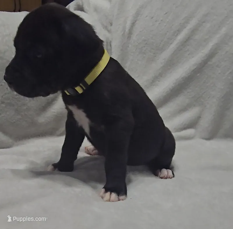 Yellow – Cane Corso puppy for sale in Nashport, OH