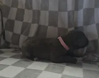 Pink, a female Cane Corso for sale in Nashport, OH – 3 of 4