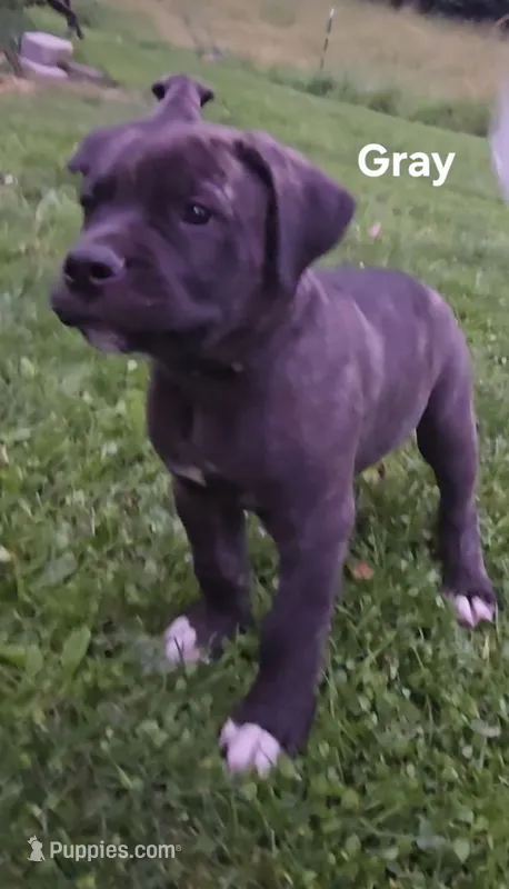 Gray – Cane Corso puppy for sale in Nashport, OH