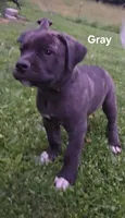 Gray, a male Cane Corso for sale in Nashport, OH – 1 of 9