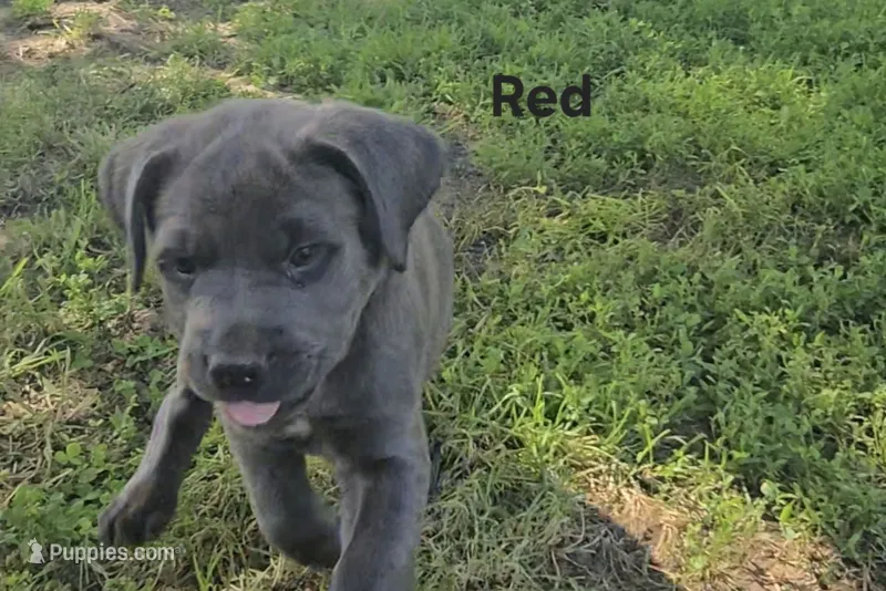 Red – Cane Corso puppy for sale in Nashport, OH