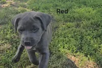 Red, a male Cane Corso for sale in Nashport, OH – 3 of 10