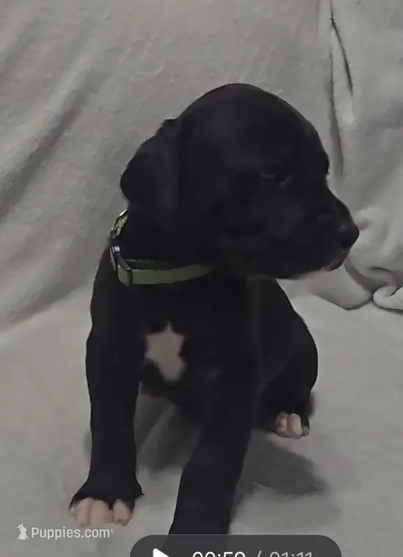 Green – Cane Corso puppy for sale in Nashport, OH