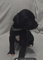 Green, a male Cane Corso for sale in Nashport, OH – 7 of 10