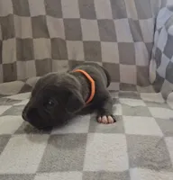 Orange, a male Cane Corso for sale in Nashport, OH – 3 of 4
