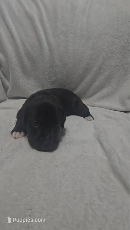 Yellow – Cane Corso puppy for sale in Nashport, OH