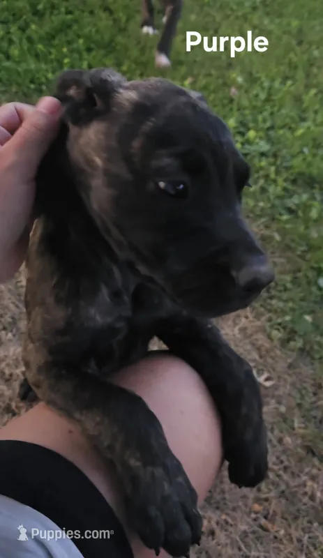 Purple – Cane Corso puppy for sale in Nashport, OH
