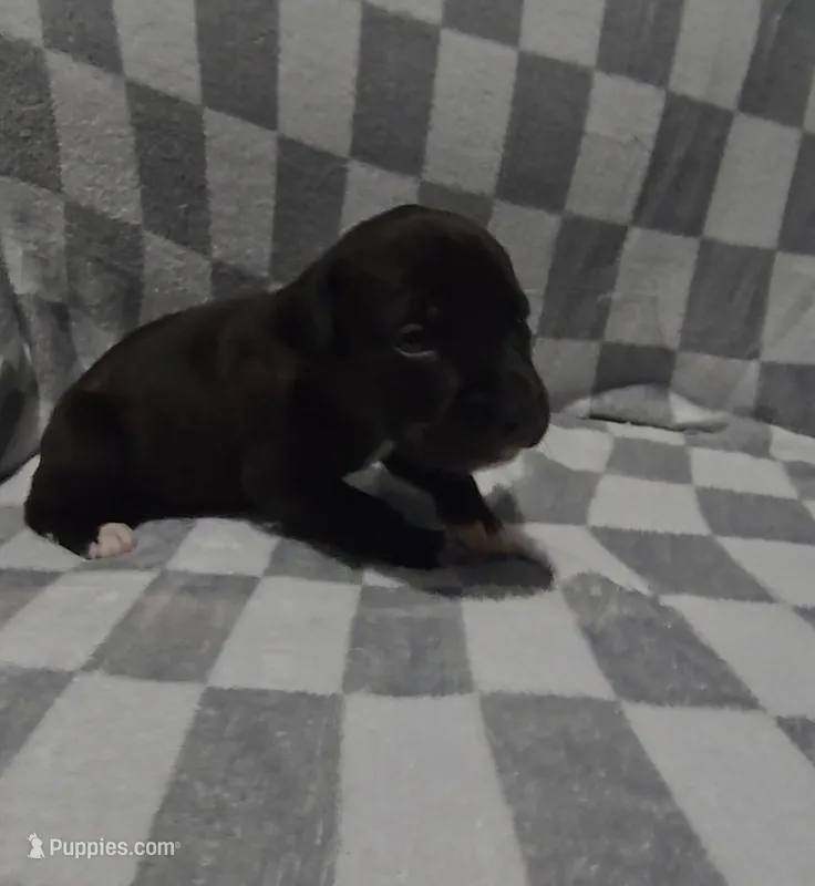 Yellow – Cane Corso puppy for sale in Nashport, OH