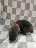 Red, a male Cane Corso for sale in Nashport, OH – 4 of 4