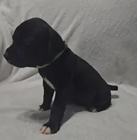 Green, a male Cane Corso for sale in Nashport, OH – 8 of 10